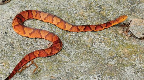 Copperhead Znaczenie