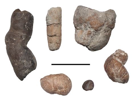 Coprolite Fossils Examples