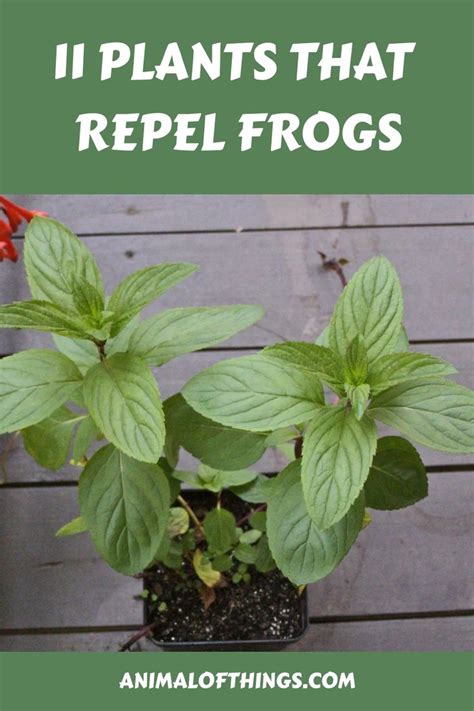 Coqui Frog Repellent