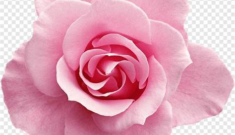 Flores - Rosa cor de Rosa 4 PNG Imagens e Moldes.com.br