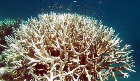 NouvelleCalédonie la barrière de corail a blanchi Le