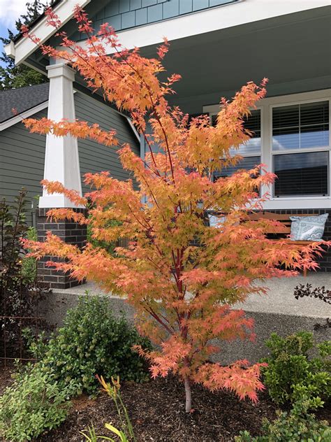 coral bark japanese maple for sale near me