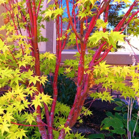coral bark japanese maple growth rate