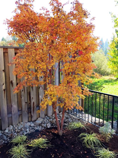 coral bark japanese maple tree