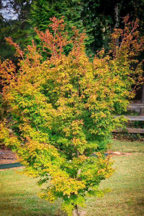 coral bark maple tree for sale