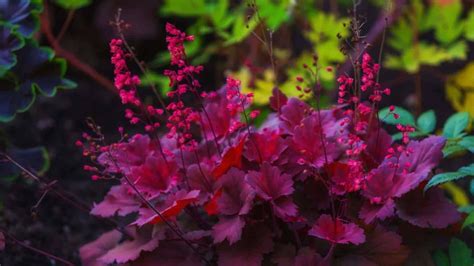 coral bells fertilizer