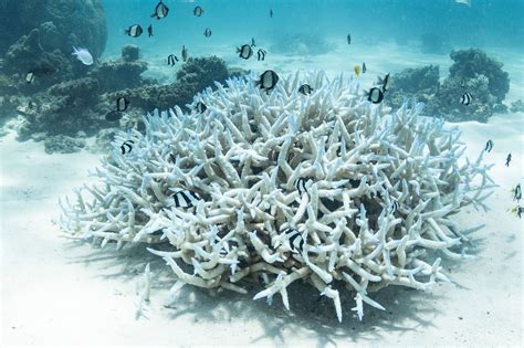 Coral Bleaching Definition Example
