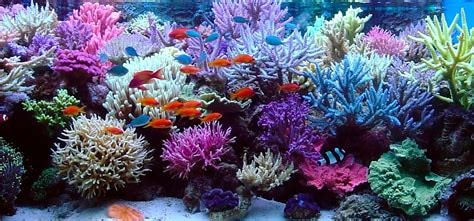 How to Successfully Grow Coral: A Comprehensive Guide
