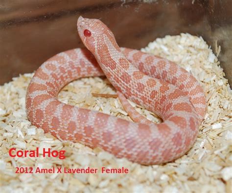 Coral Hognose Snake