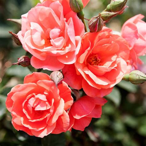 coral knockout rose bush