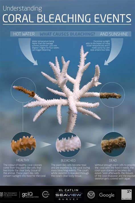 coral reef bleaching solutions