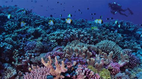 Coral Reef Queensland