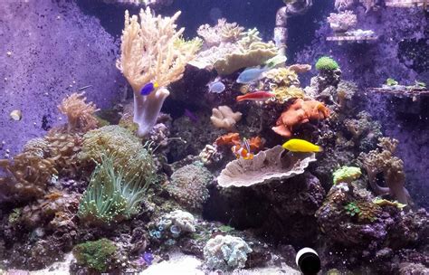 Coral Reef Vet