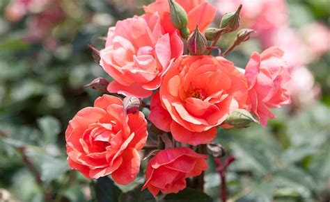 coral roses