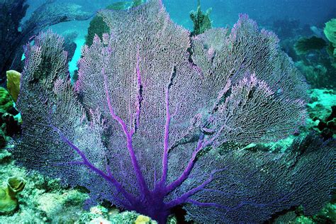 coral sea fans