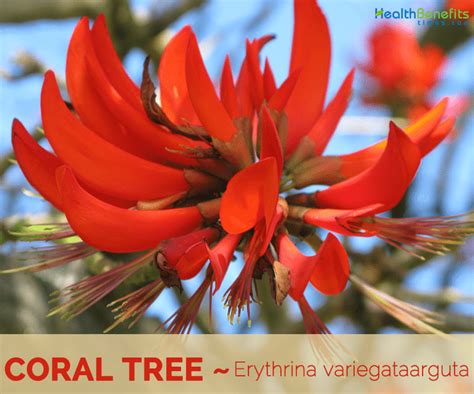 coral tree scientific name