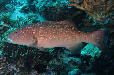 Coral Trout Fish