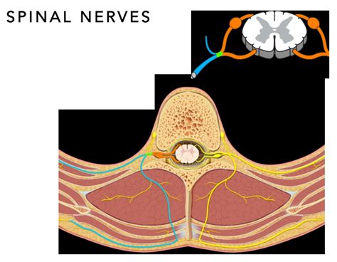 Cord Nerves Definition