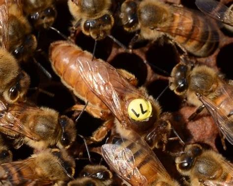 cordovan italian queen bees for sale