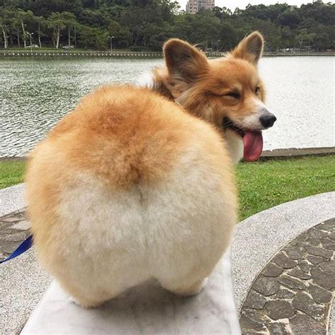 Corgi Butts