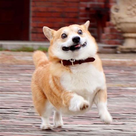 Corgi Meme