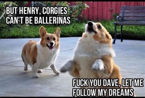 Corgi Memes