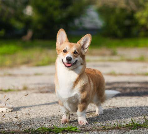 of Philadelphia take city by short, fluffy storm Little Dog