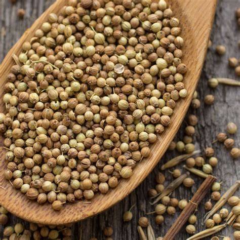 Coriander