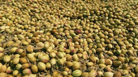 Coriander Cumin Seeds