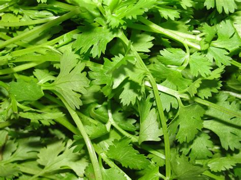 Coriander For Cholesterol