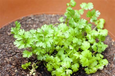 Coriander Growing Conditions