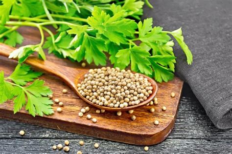 Coriander Herb