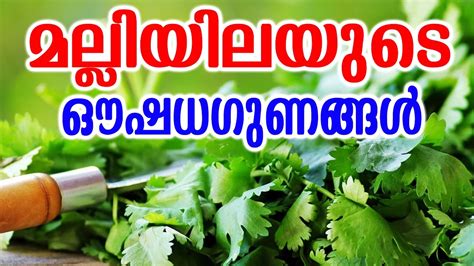 Coriander Leaves In Malayalam