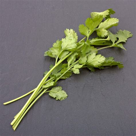 Coriander Leaves Origin