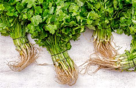 Coriander Root How To Use