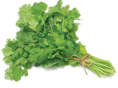 Coriander Stem Benefits