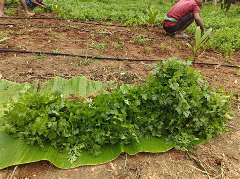 Coriander Yield Per Acre