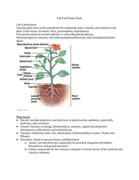 Cork And Its Function