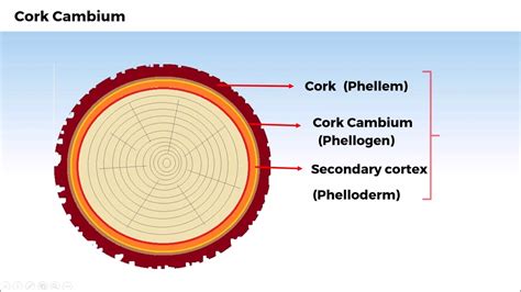 Cork Cambium And Phelloderm