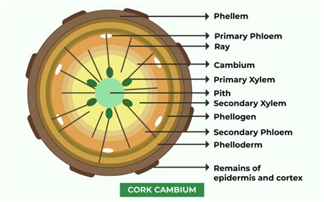Cork Cambium Tissue Description