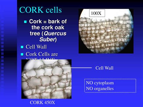 Cork Cells Structures