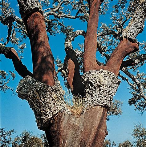 Cork Oak Tree Zone