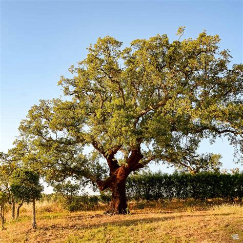 cork oak trees for sale