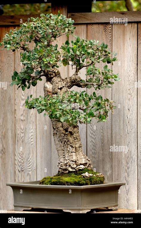 Cork Tree Bonsai