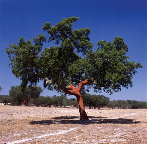 Cork Tree Canada