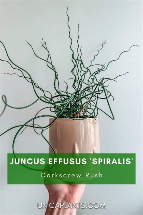 Corkscrew Juncus Care