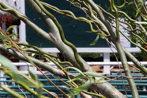 Corkscrew Willow Growing Time