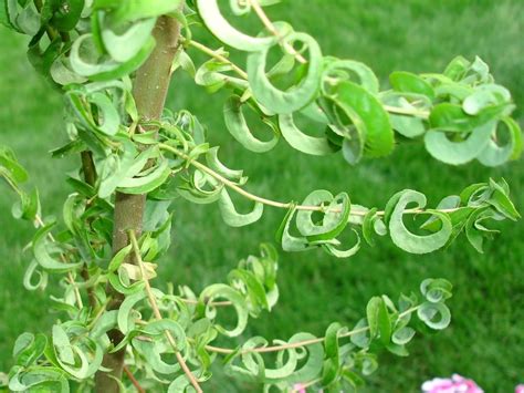 Corkscrew Willow Leaf Curl