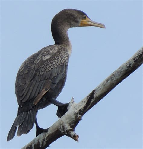 Cormorant Endangered