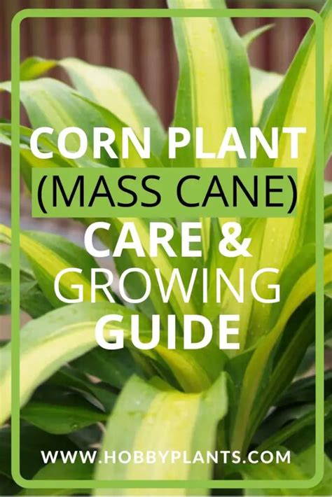 Benefits of Indoor Corn Plant (Dracaena fragran) + How to care for it